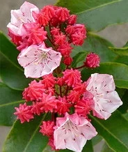 Kalmia 'Olympic Fire' by James Gaither.jpg