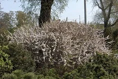 Prunus tomentosa 'Nanking Cherry'.jpg