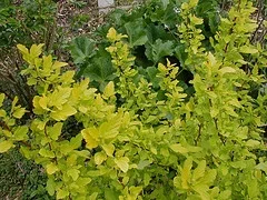 Physocarpus opulifolius 'Dart's Gold' Ninebark.jpg