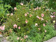 Potentilla fruticosa 'Pink Beauty'.jpg
