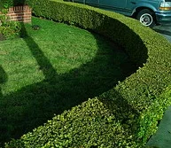 Privet hedge.jpg