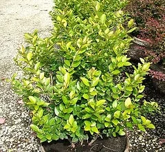 Privet Golden Vicary.jpg