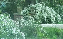 Privet, large flowering.jpg