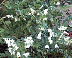 Ligustrum vulgare.jpg