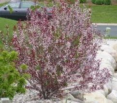 'Purpleleaf Sand Cherry'.jpg