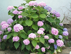 Hydrangea-Endless-Summer.gif