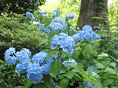 绣球花,Nikko-Blue gif