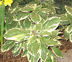 Hydrangea-Light-O-Day.gif