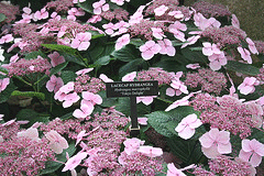 Hydrangea-Lacecap——Tokyo-Delight gif
