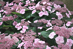 Hydrangea-Lacecap--Tokyo-Delight-.gif