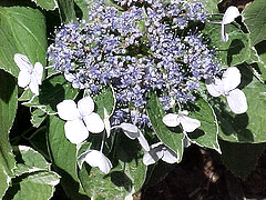 Hydrangea-Lacecap--Mariesii-.gif