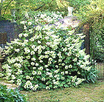 Hydrangea-quercifolia——白雪女王gif