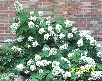Hydrangea-quercifolia--Pee-Wee-.gif