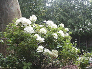 Hydrangea-paniculata--PeeGee-.gif