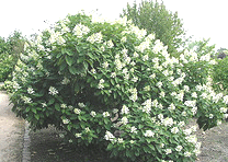 Hydrangea-paniculata——Tardiva gif