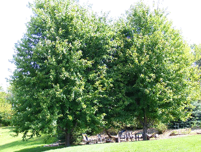 Sugar-Maples by Midwest Gardening.gif