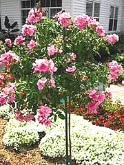 -Polar-Joy--rose-tree small tree.gif
