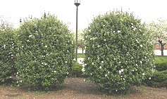 Viburnum-Korean-Spice small tree.gif