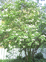 Viburnum-lentago-Nanyberry small tree.gif