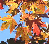 Acer-freemanii-Autumn-Blaze-Maple-fall-color.gif