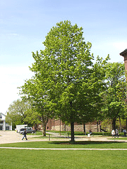 Acer-saccharum-Sugar-Maple1.gif