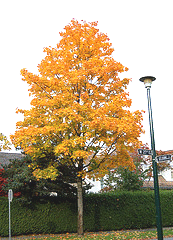 Acer-saccharum-Sugar-Maple-fall-color.gif