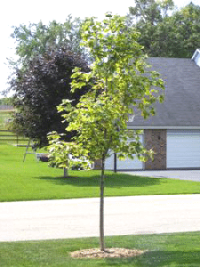 Midwest Gardening Trees Index