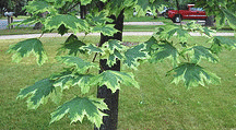 Norway-Maple-variegated-leaves by Midwest Gardening.gif