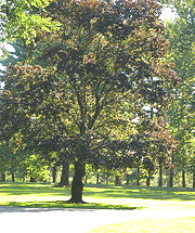 Norway-Maple-Crimson-King.gif