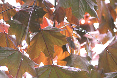 Norway-Maple-Crimson-King-leaves.gif