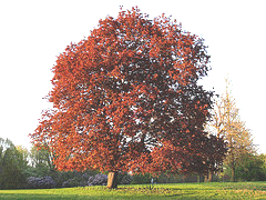 Acer-platanoides--Schwedler--Norway-Maple.gif