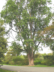 Acer-saccharinum-Silver-Maple1.gif