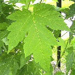 Acer-saccharinum-Silver-Maple-leaf.gif