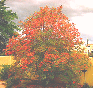 Bigtooth-Maple.gif