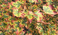 Acer-grandidatum-Bigtooth-Maple-fall-color.gif