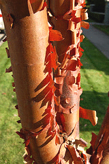 Acer-griseum-Paperbark-Maple-bark.gif