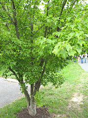Acer-buergerianum-Trident-Maple.gif