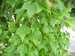 Acer-buergerianum-leaves.gif