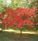 Japanese-Maple-tree.gif