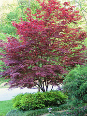 Acer-palmatum-atropurpurea--Bloodgood--3.gif