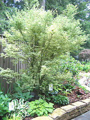 Japanese-Maple-Butterfly.gif