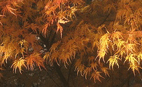 Acer-Japanese-Maple-Seiru-fall-leaves.gif