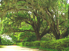 Oak-boulevard.gif