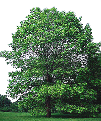 Quercus-alba-White-Oak.gif