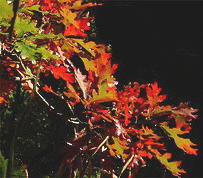 Quercus-alba-White-Oak-fall-color.gif