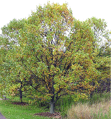 Quercus-bicolor-Swamp-White-Oak.gif