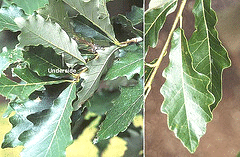 Quercus-bicolor-Swamp-White-Oak-leaves.gif