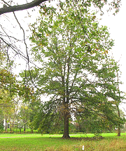 Quercus-palustris-Pin-Oak.gif