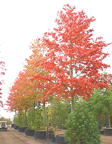 Quercus-palustris-Pin-Oak-fall-color.gif