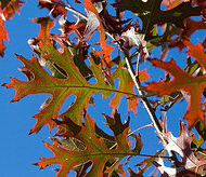 Quercus-palustris-Pin-Oak-leaf.gif